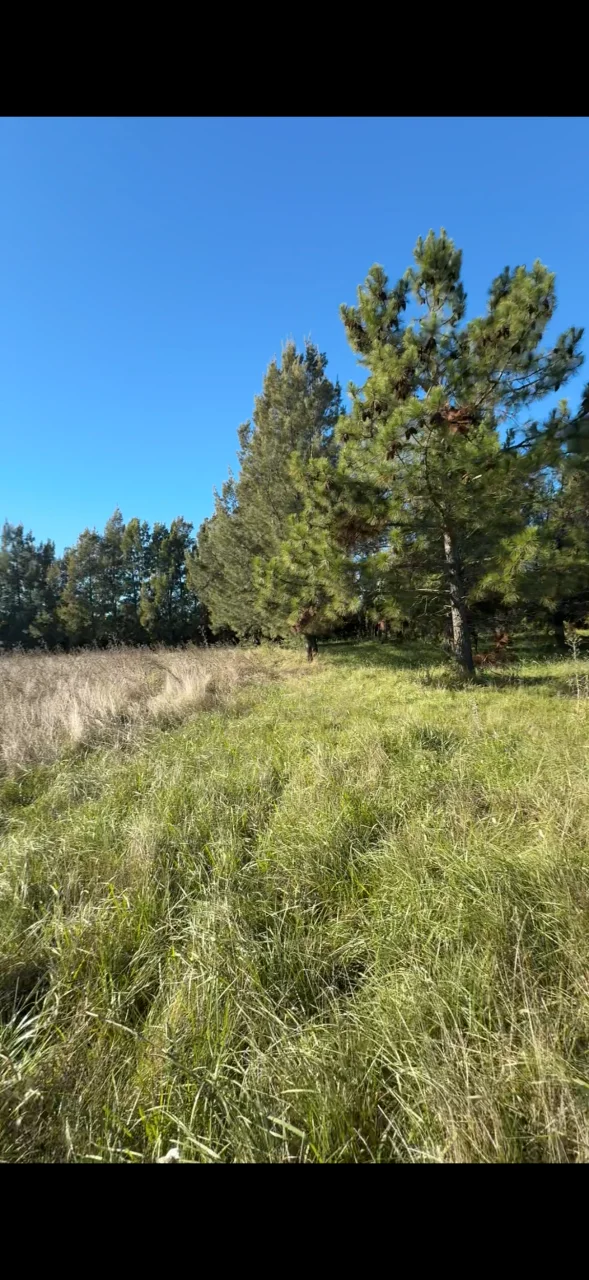 Campo en venta, foto 8