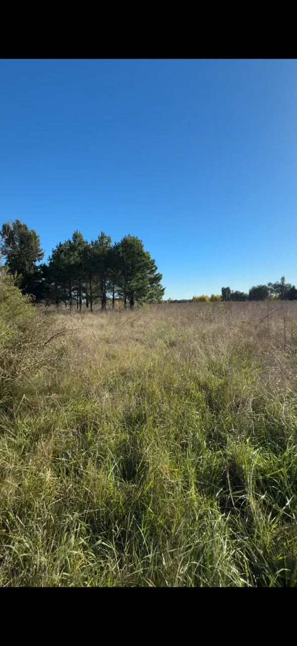 Campo en venta, foto 2