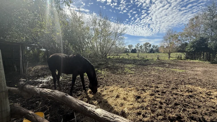 Campo en venta, foto 1
